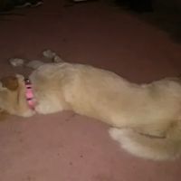 Almond Veterinary Hospital ico