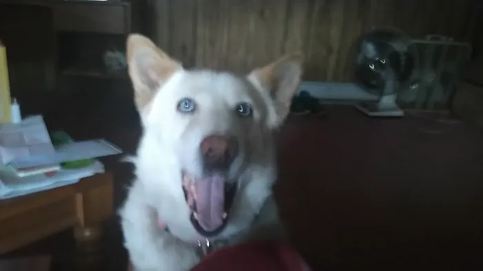 Almond Veterinary Hospital 8