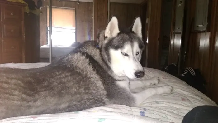 Almond Veterinary Hospital 4