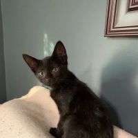 Dansville Animal Hospital ico
