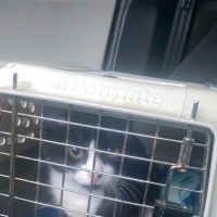 Lawler Veterinary Essentials ico