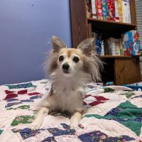 Perry Veterinary Clinic ico