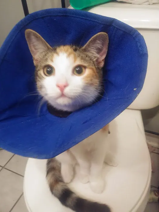 Hornell Animal Hospital 4