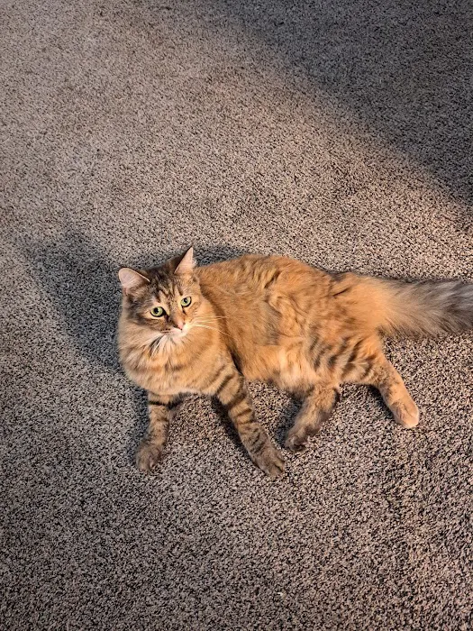 Hornell Animal Hospital 2