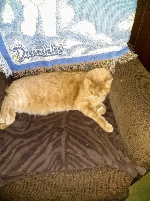 Hornell Animal Hospital 1