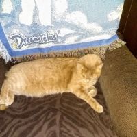 Hornell Animal Hospital ico