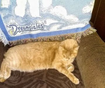 Hornell Animal Hospital