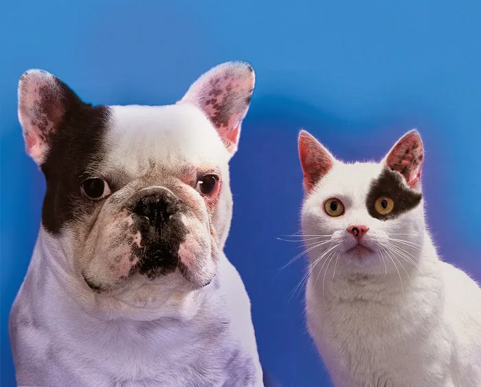 Affordable Veterinary Service 1