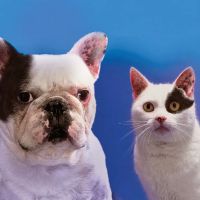 Affordable Veterinary Service ico