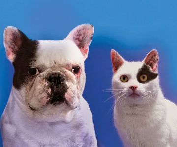 Affordable Veterinary Service