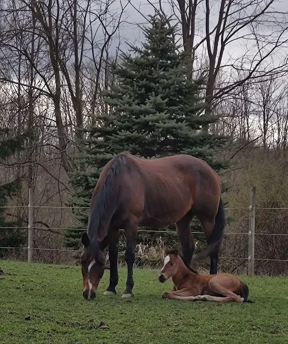 Genesee Valley Veterinary Hospital 6