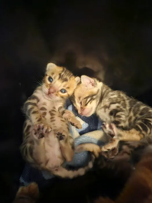 Finger Lakes Bengals 3
