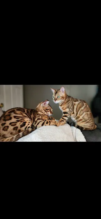 Finger Lakes Bengals 1