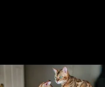 Finger Lakes Bengals