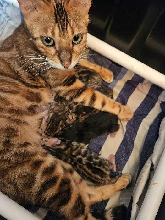 Finger Lakes Bengals 4