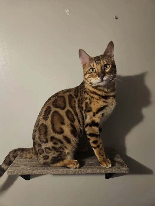 Finger Lakes Bengals 2