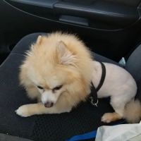 McClelland Small Animal Hospital ico
