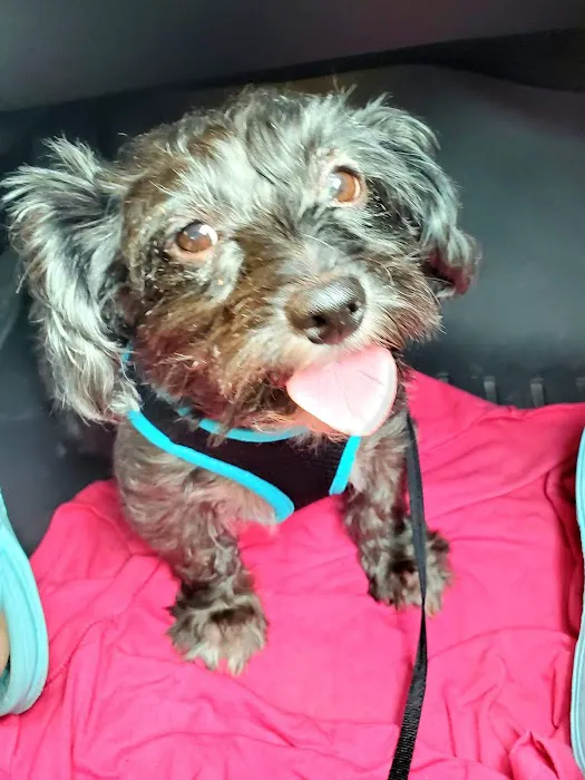 Mcclelland Small Animal Hospital: Reynders Marylisa DVM 8