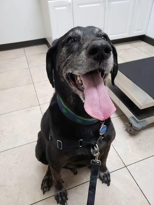 Mcclelland Small Animal Hospital: Reynders Marylisa DVM 6