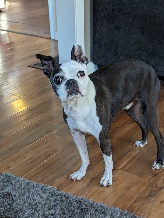 Ellicott Street Animal Hospital 5