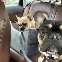 Ellicott Street Animal Hospital ico