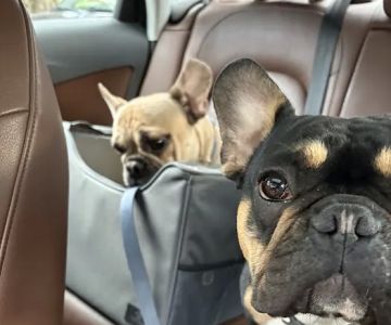 Ellicott Street Animal Hospital