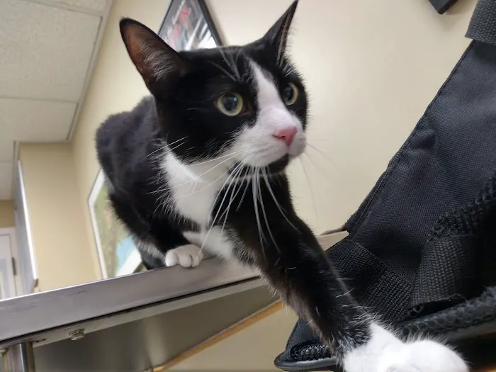 Ellicott Street Animal Hospital 8