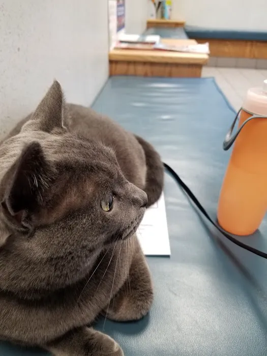 Buffalo Small Animal Hospital 7