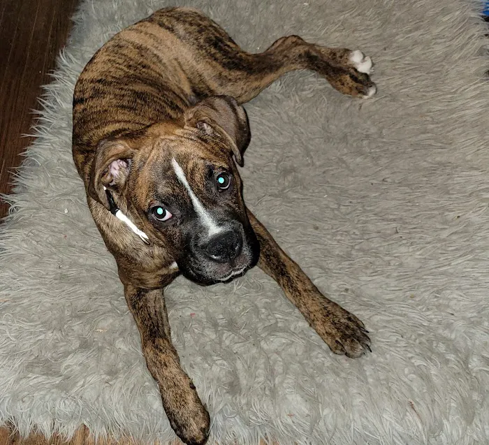 Buffalo Small Animal Hospital 4