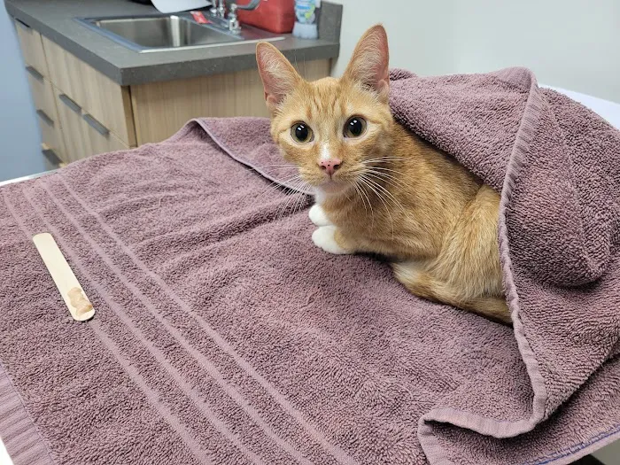 Buffalo Small Animal Hospital 6