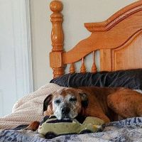 Buffalo Small Animal Hospital ico