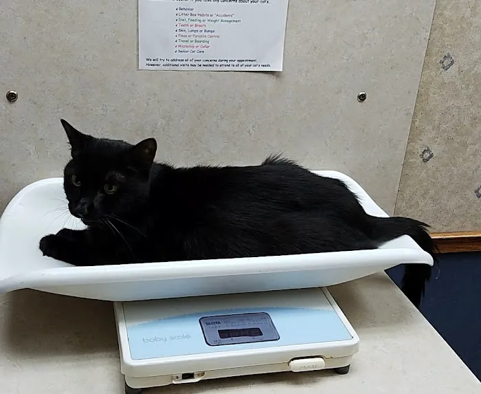 Summer Street Cat Clinic P.C. 2