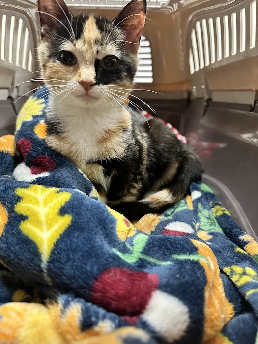 Summer Street Cat Clinic P.C. 8
