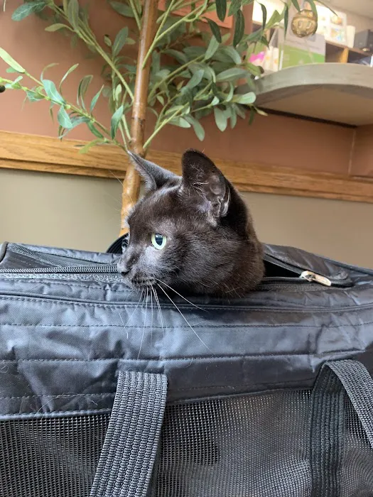 Summer Street Cat Clinic P.C. 6