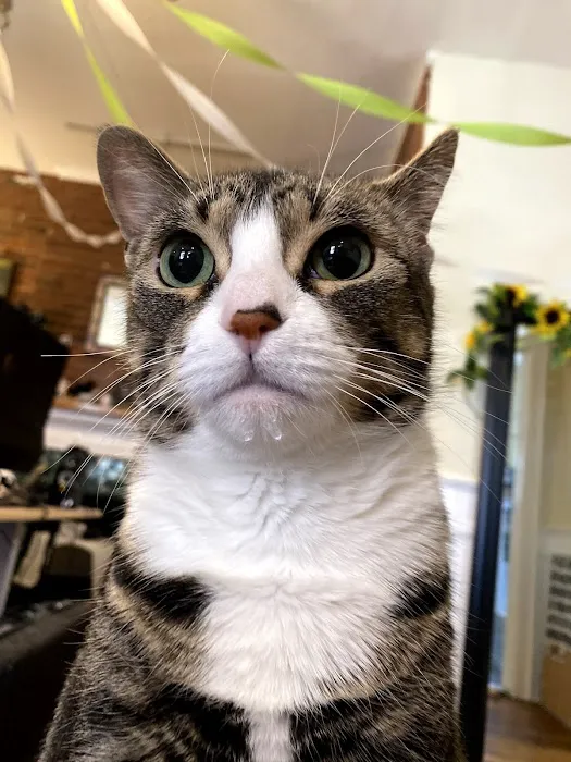 Summer Street Cat Clinic P.C. 5