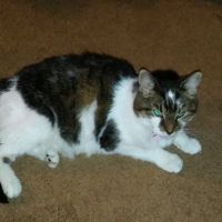 Summer Street Cat Clinic P.C. ico