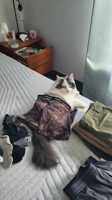 Summer Street Cat Clinic P.C. 3