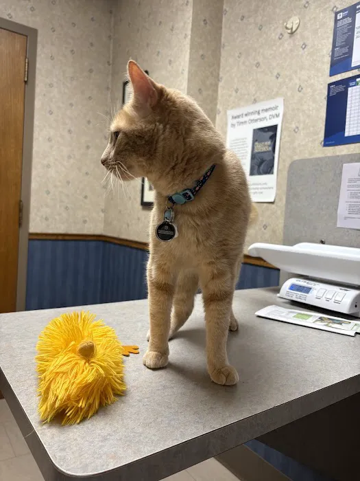 Summer Street Cat Clinic P.C. 10