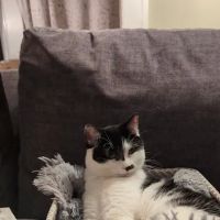 VIP Petcare Vaccination Clinic ico