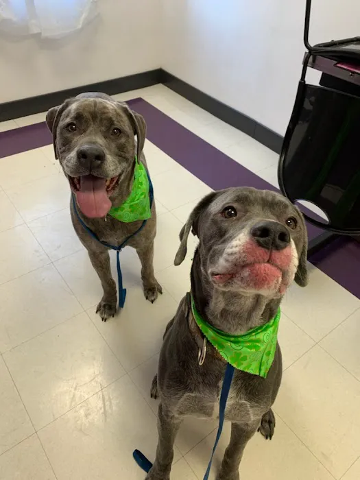 Nickel City Animal Hospital 3