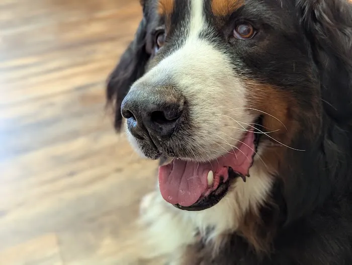 Nickel City Animal Hospital 2