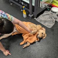 Nickel City Animal Hospital ico