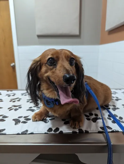 Cheektowaga Veterinary Hospital 1