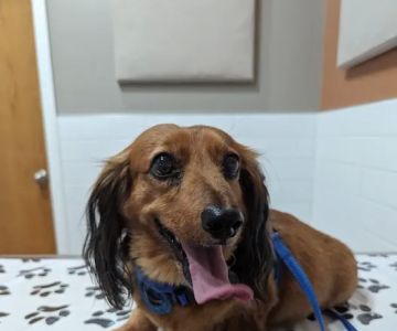 Cheektowaga Veterinary Hospital