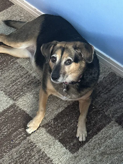 Transit Animal Hospital 10