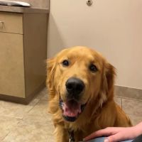 BluePearl Pet Hospital ico