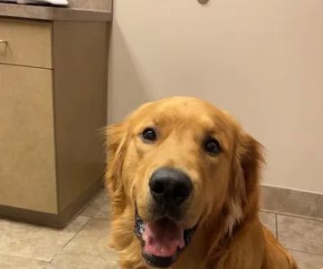 BluePearl Pet Hospital