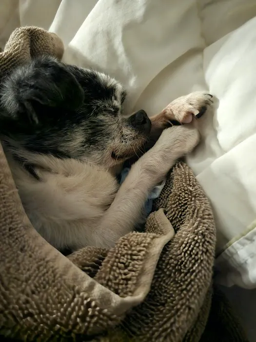 BluePearl Pet Hospital 4