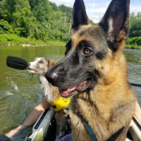 Alliance Animal Hospital ico