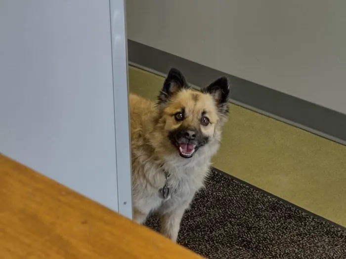 Alliance Animal Hospital 6
